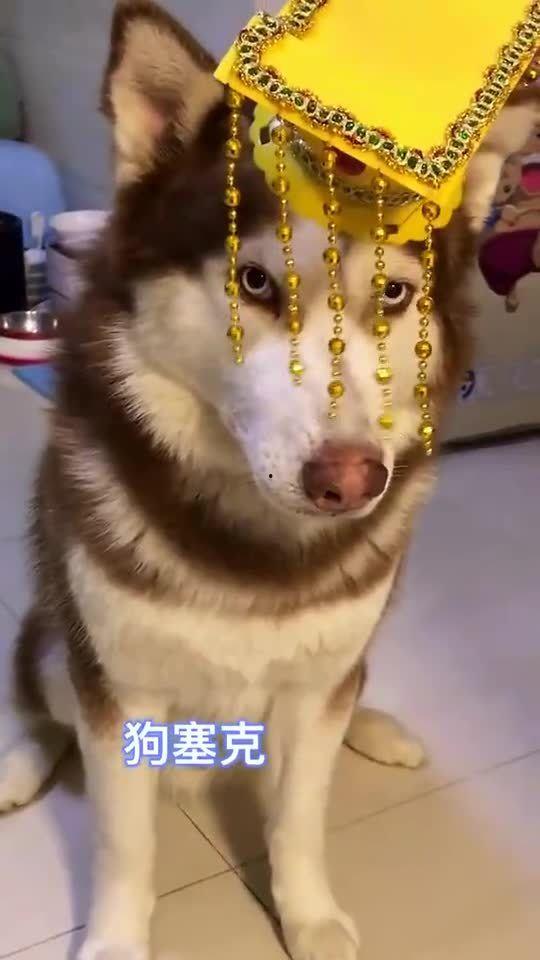 王者爆料哈士奇视频下载,独家视频下载解析