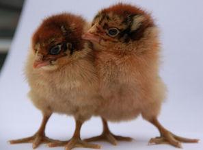 爆料养鸡套路视频,养鸡套路视频曝光